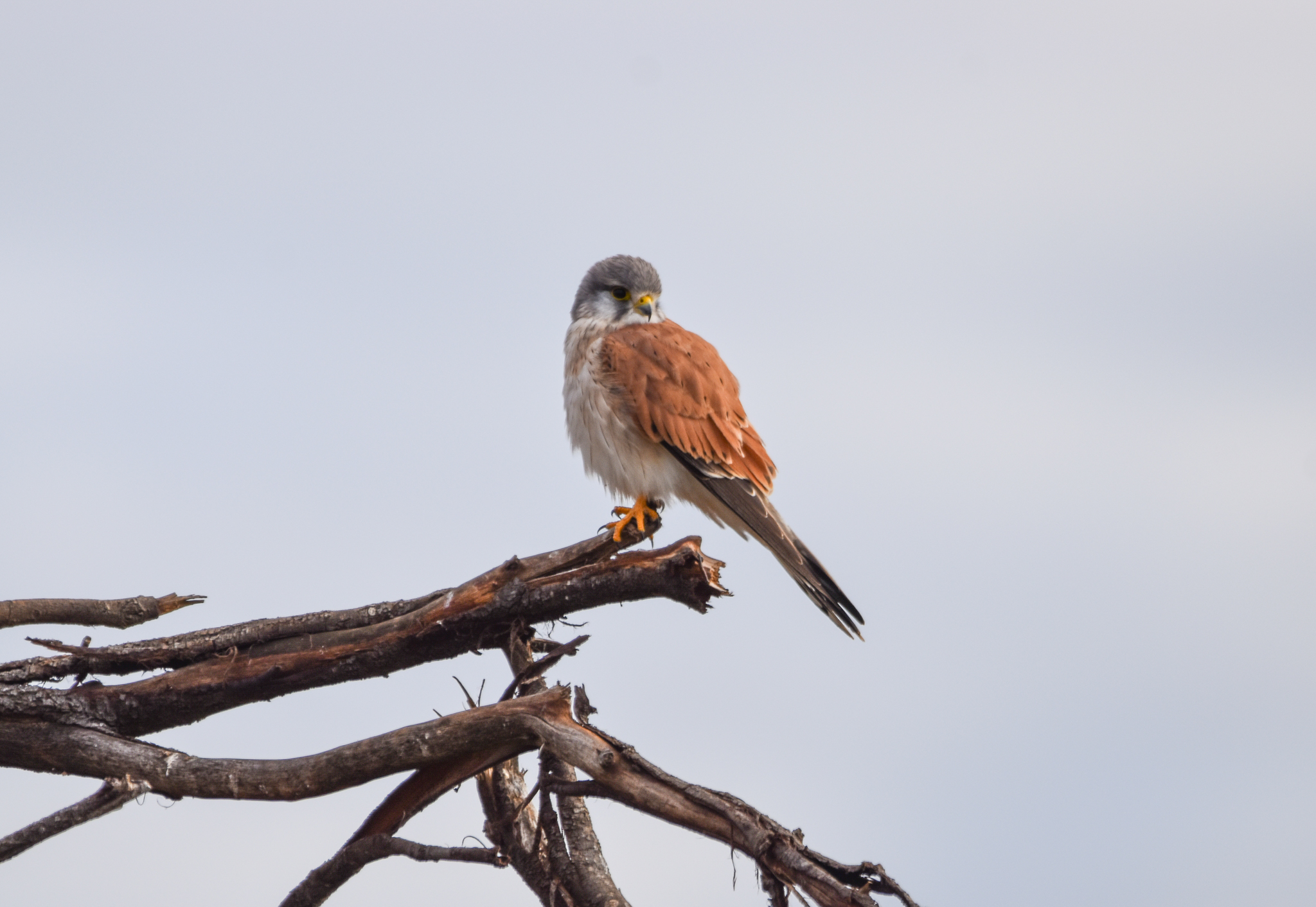 Nankeen Kestrel