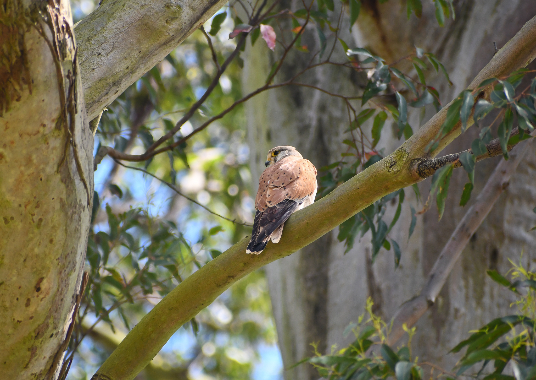 Nankeen Kestrel
