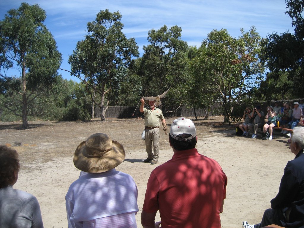 Nankeen Kestrel