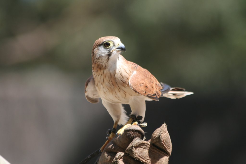 Nankeen Kestrel