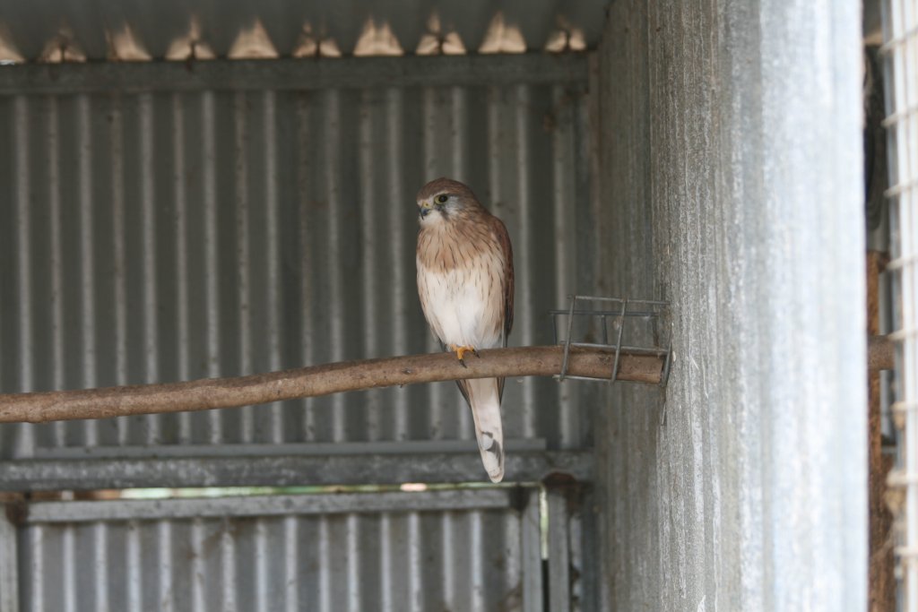 Nankeen Kestrel