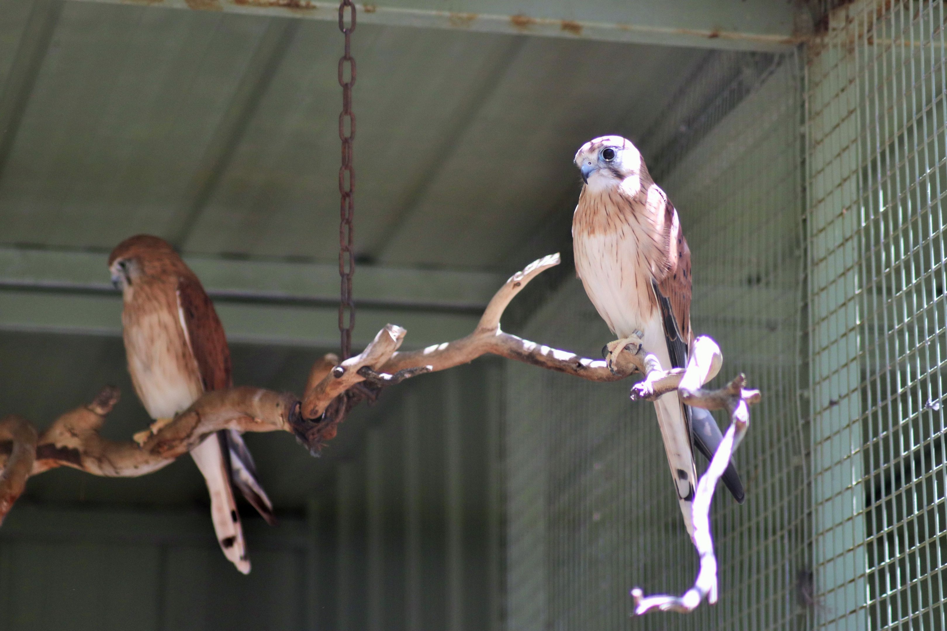 Nankeen Kestrels (Falco cenchroides)