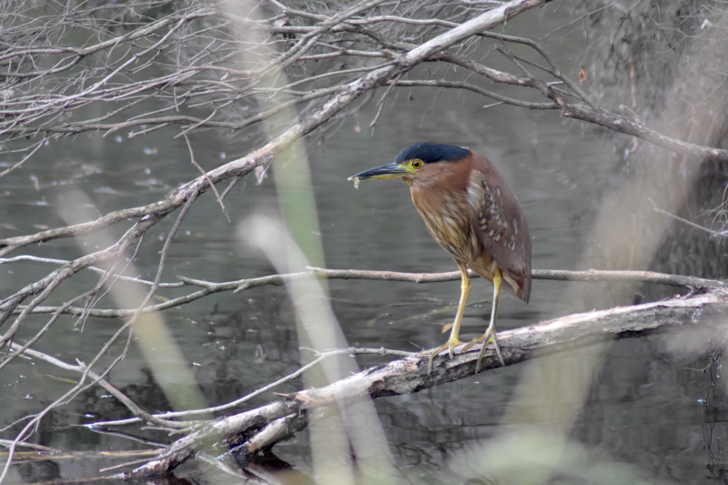 Nankeen Night-Heron (immature) - Nycticorax caledonicus