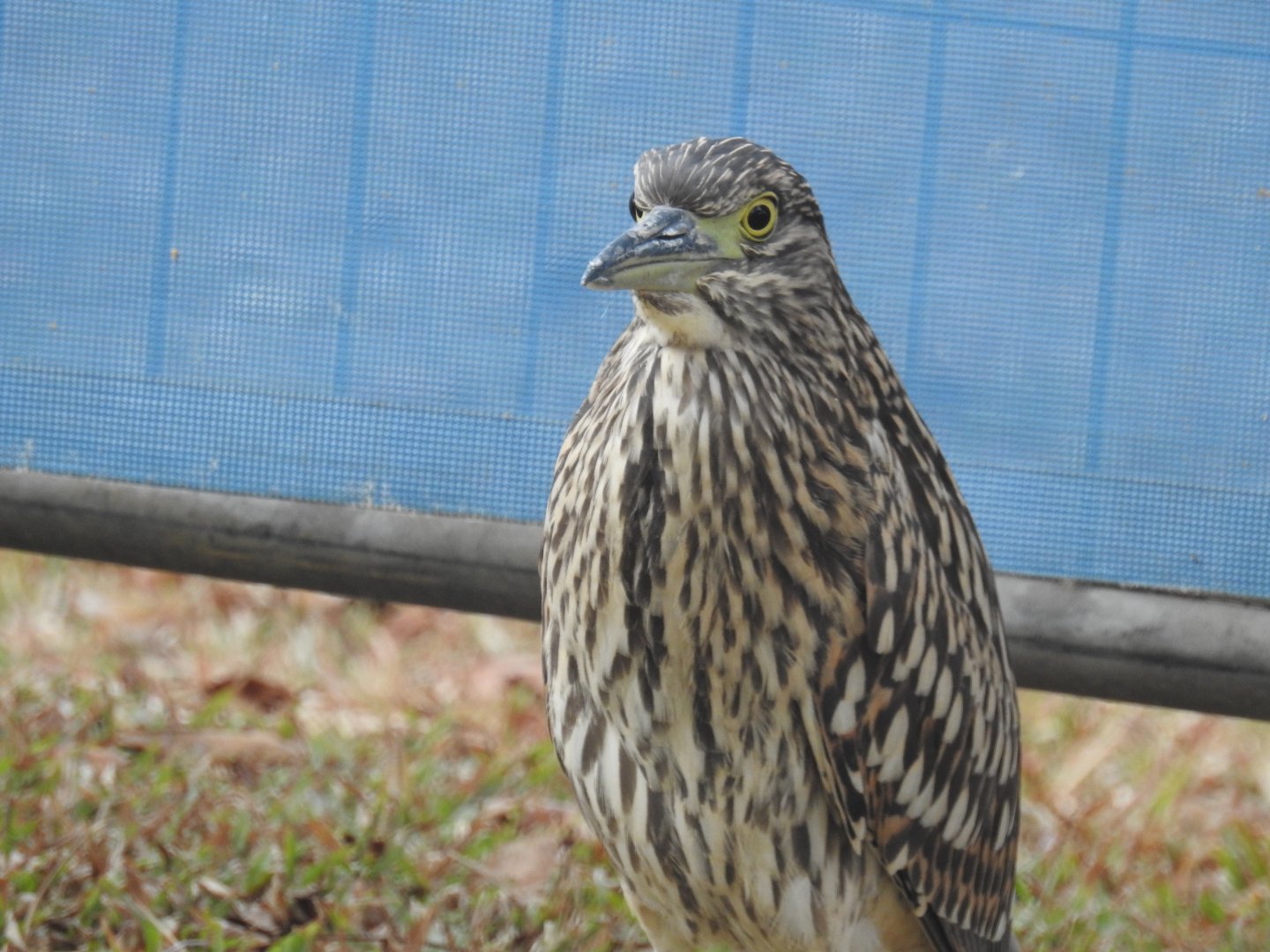 Nankeen Night-Heron (juvenile) - Cairns Esplanade (Cairns)