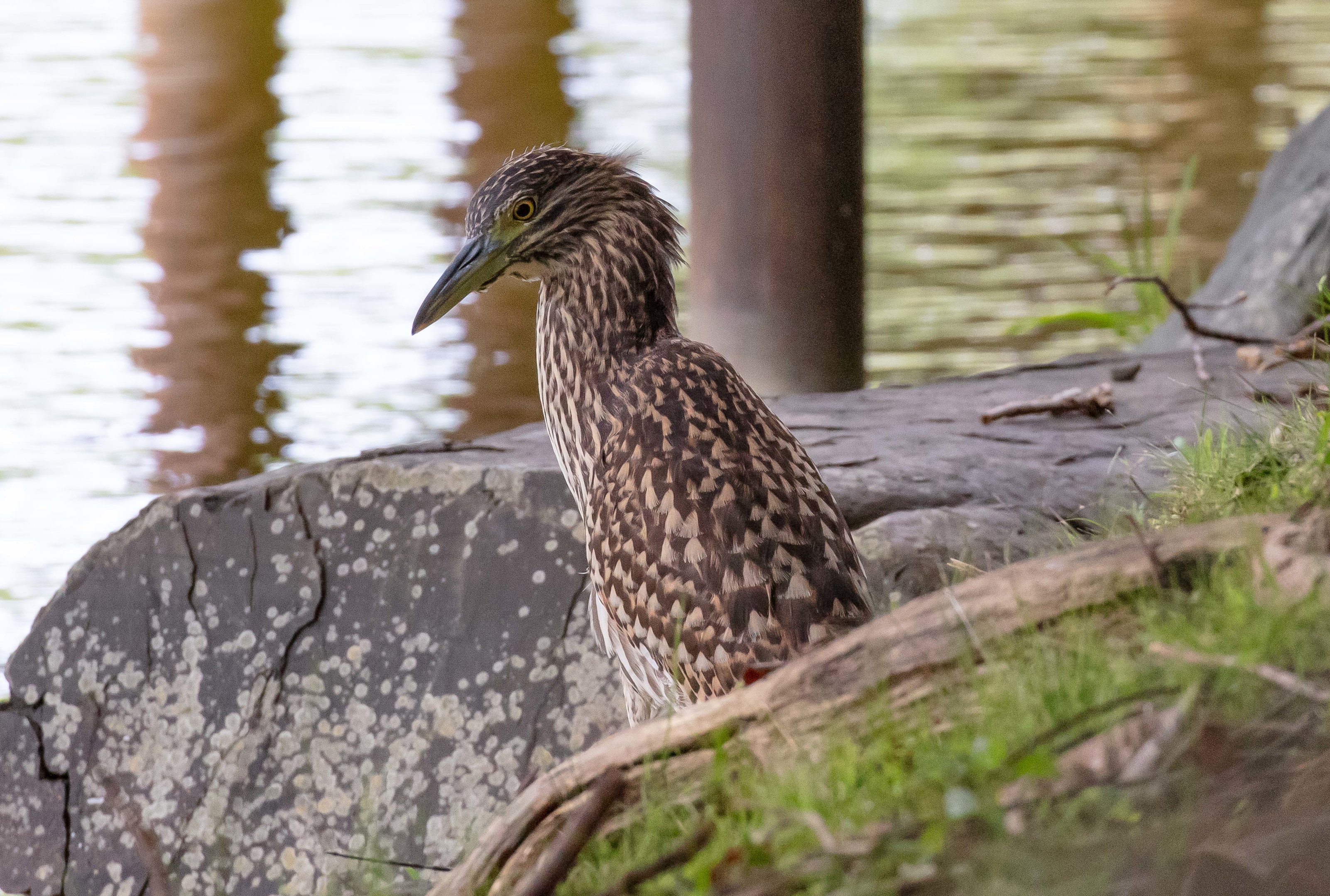 Nankeen Night Heron juvenile (wild)