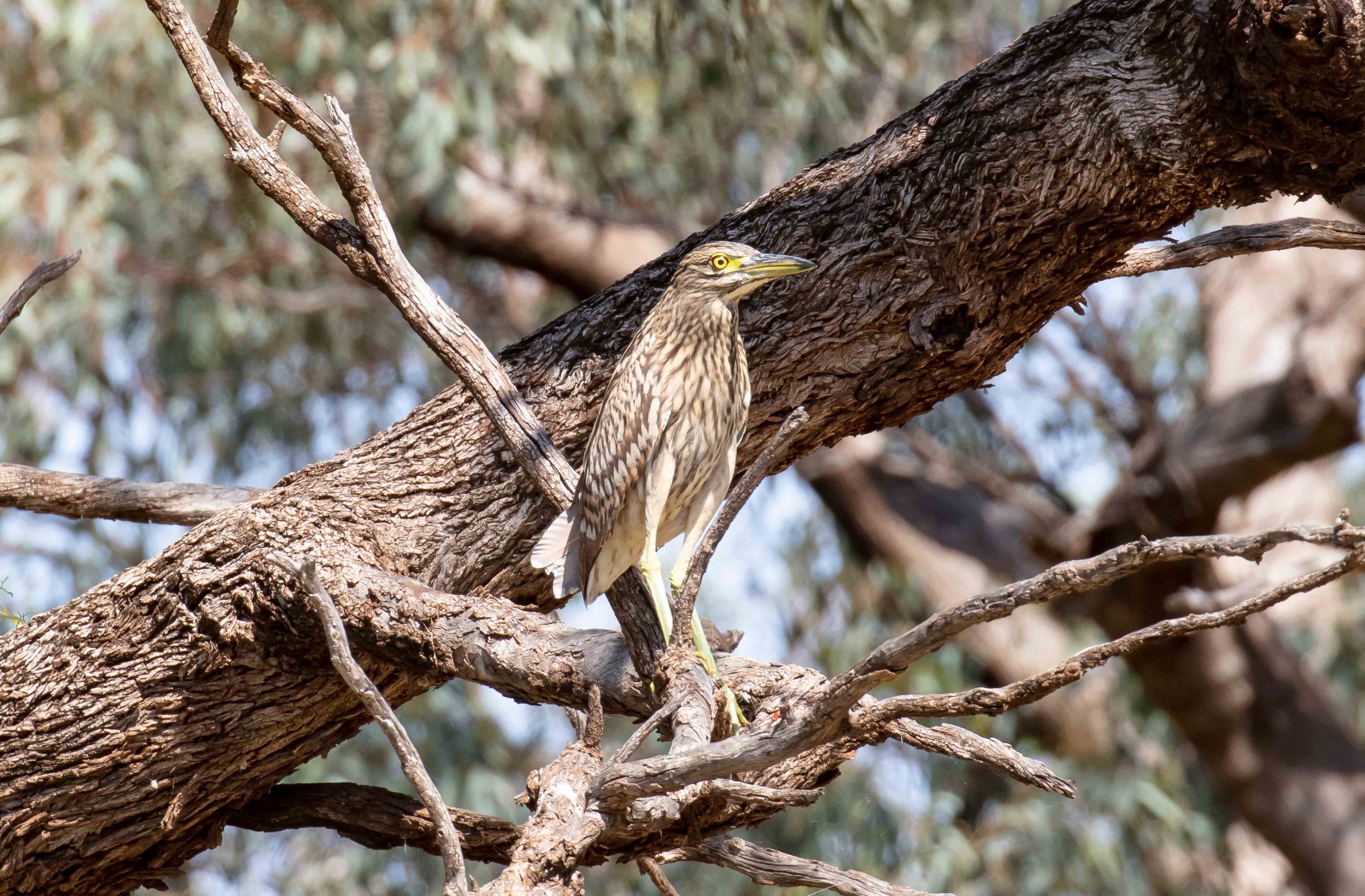Nankeen Night-Heron juvenile