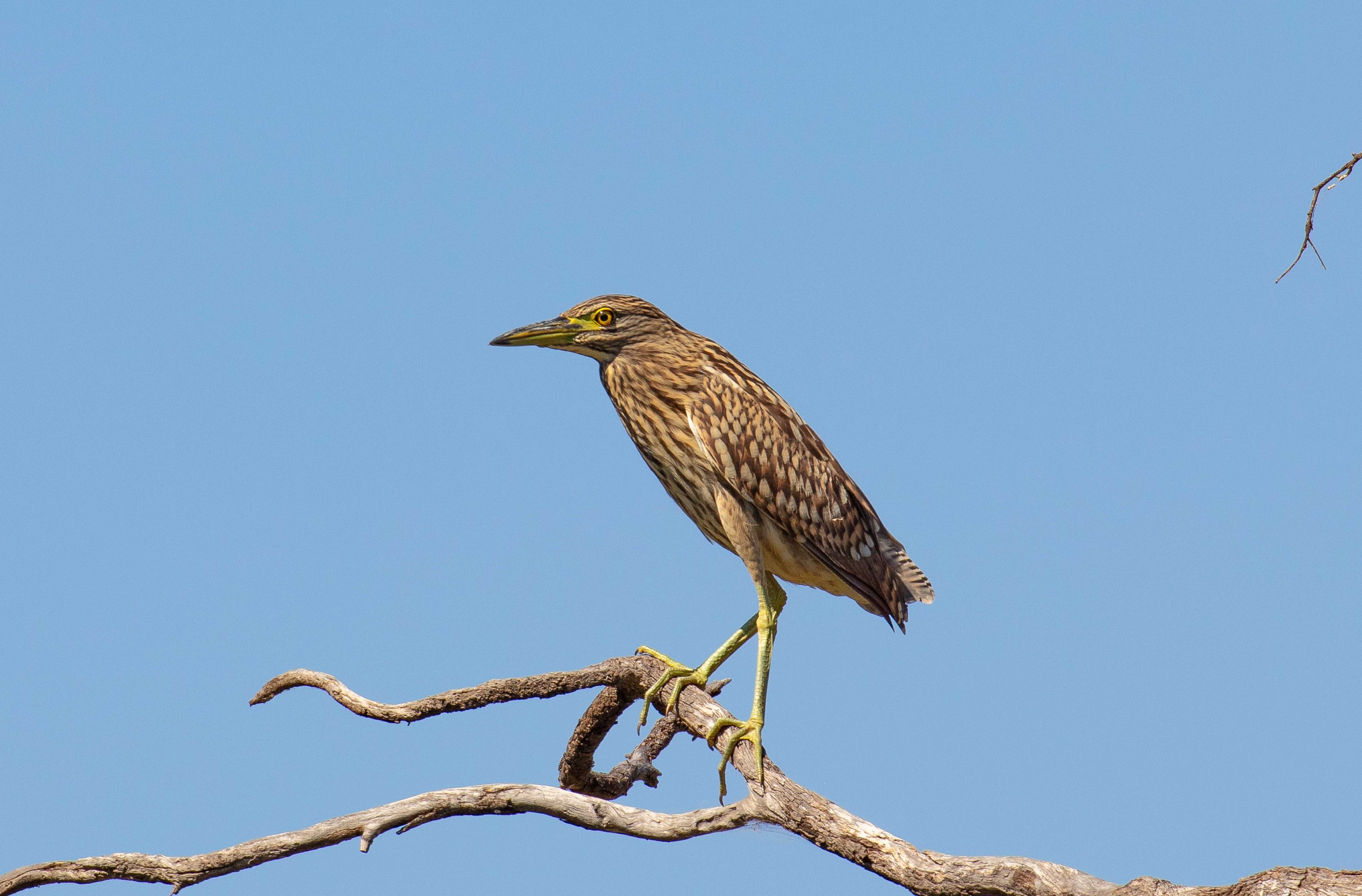 Nankeen Night-Heron juvenile