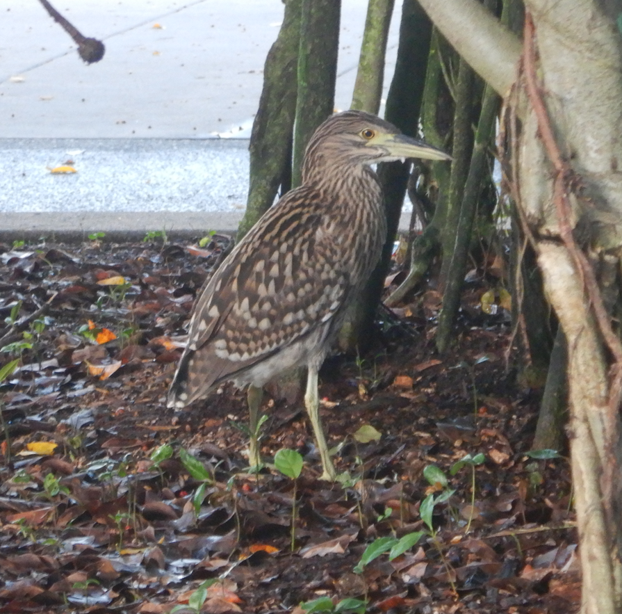 Nankeen Night-Heron juvenile