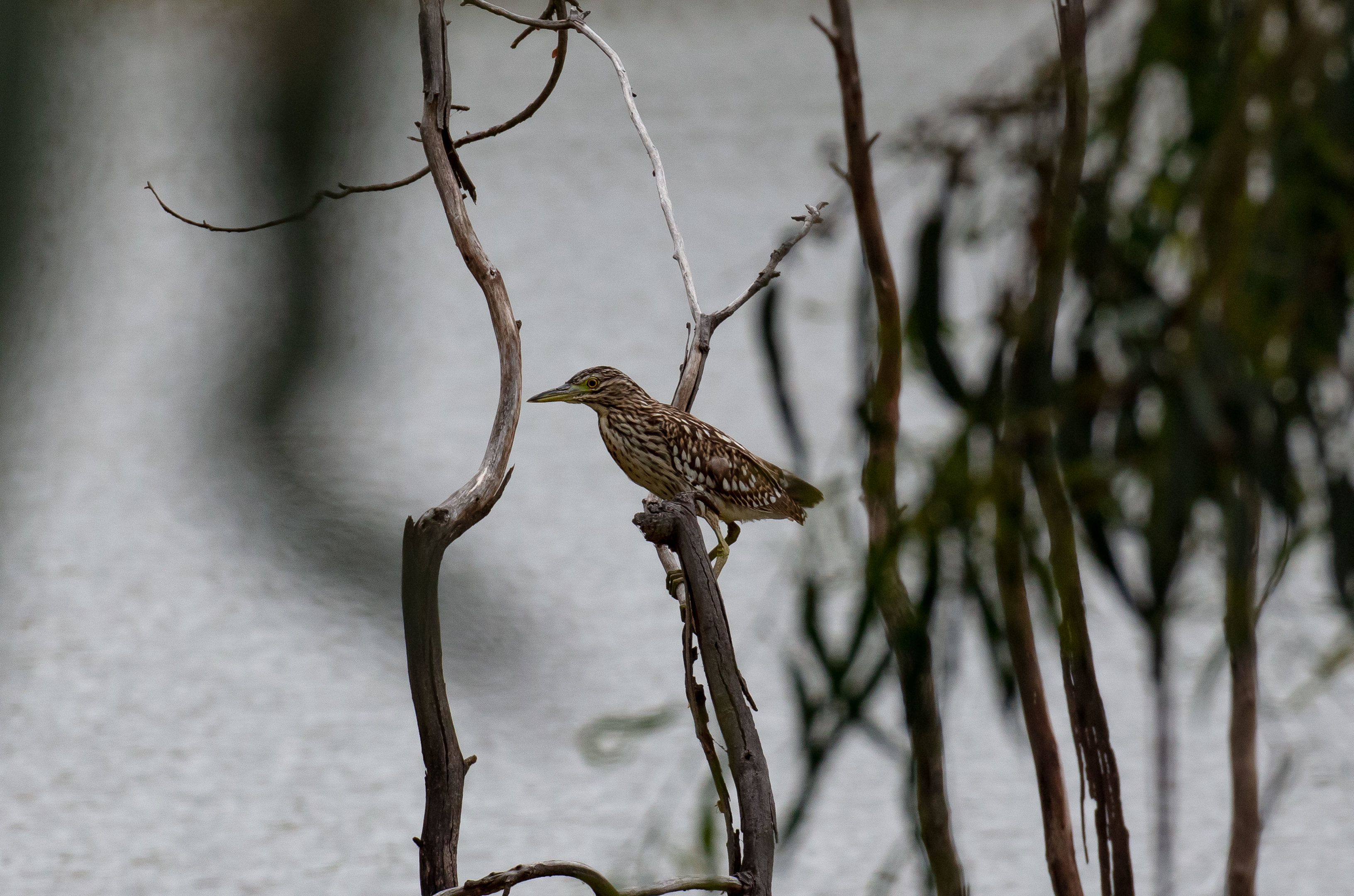 Nankeen Night heron juvenile