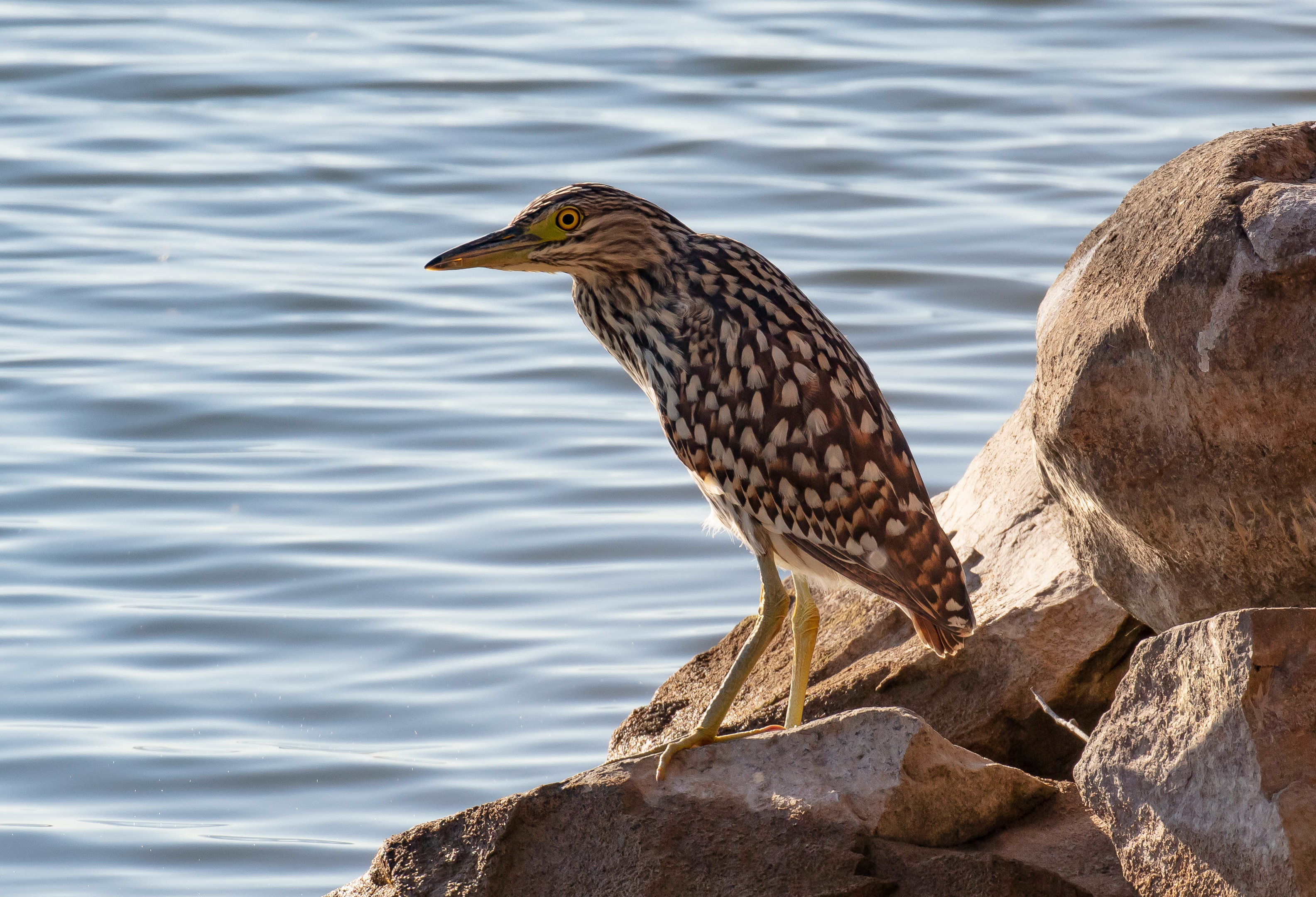 Nankeen Night Heron juvenile