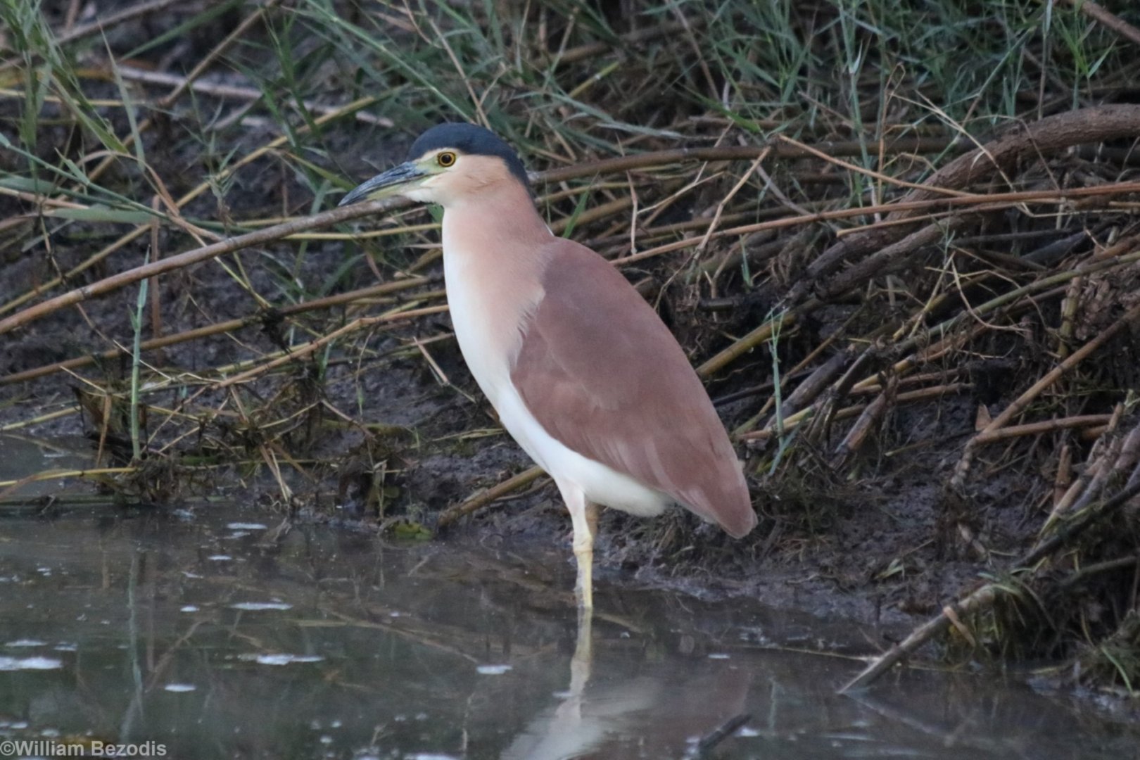 Nankeen Night Heron - Kakadu