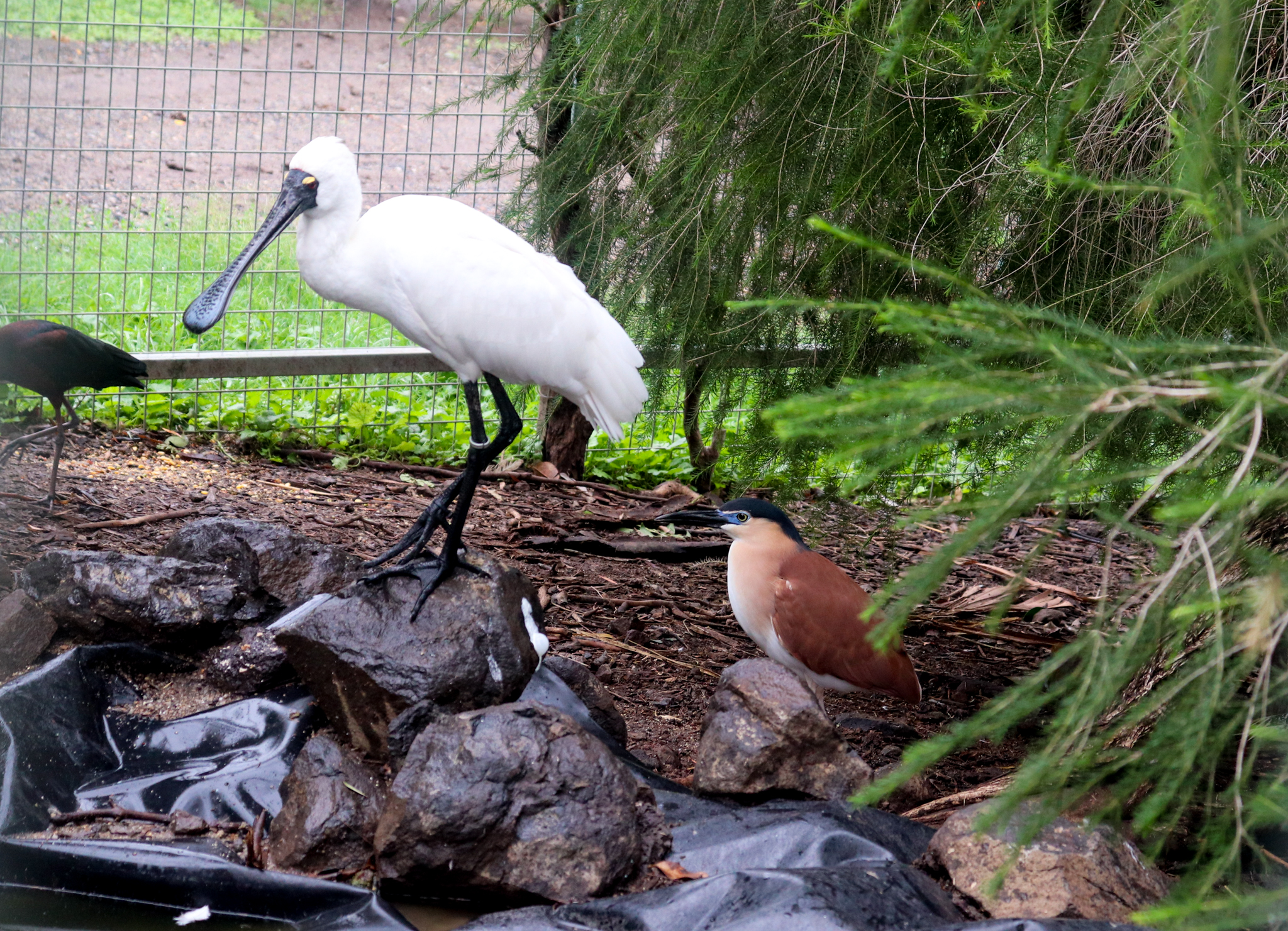 Nankeen Night Heron (Nycticorax caledonicus) and Royal Spoonbill (Platalea regia) - February 2020