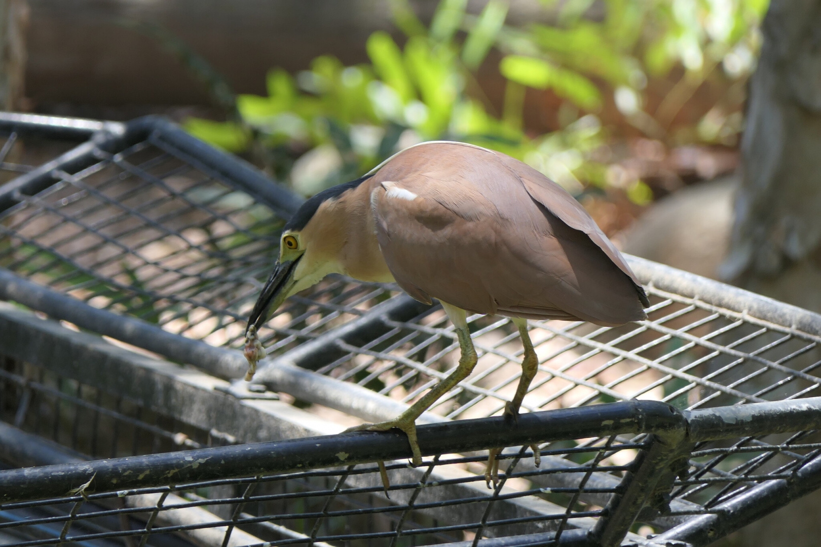Nankeen Night Heron (Nycticorax caledonicus australasiae)