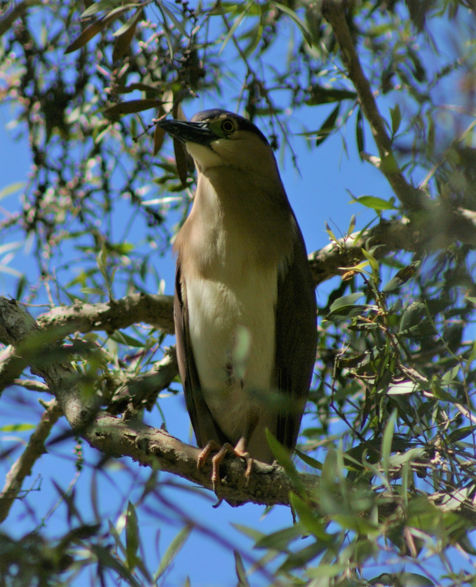 Nankeen Night Heron (Nycticorax caledonicus caledonicus)