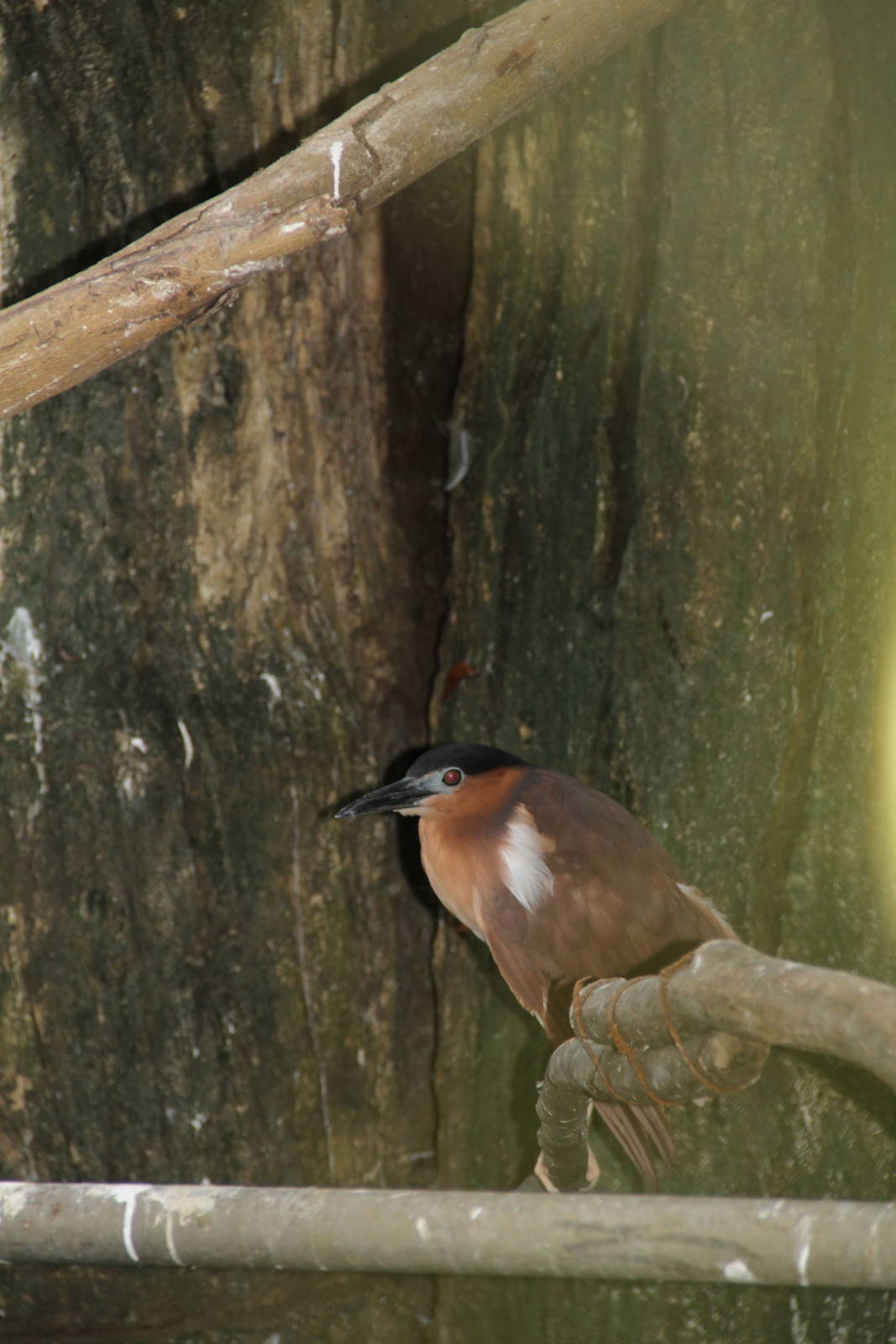 Nankeen Night Heron (Nycticorax caledonicus)