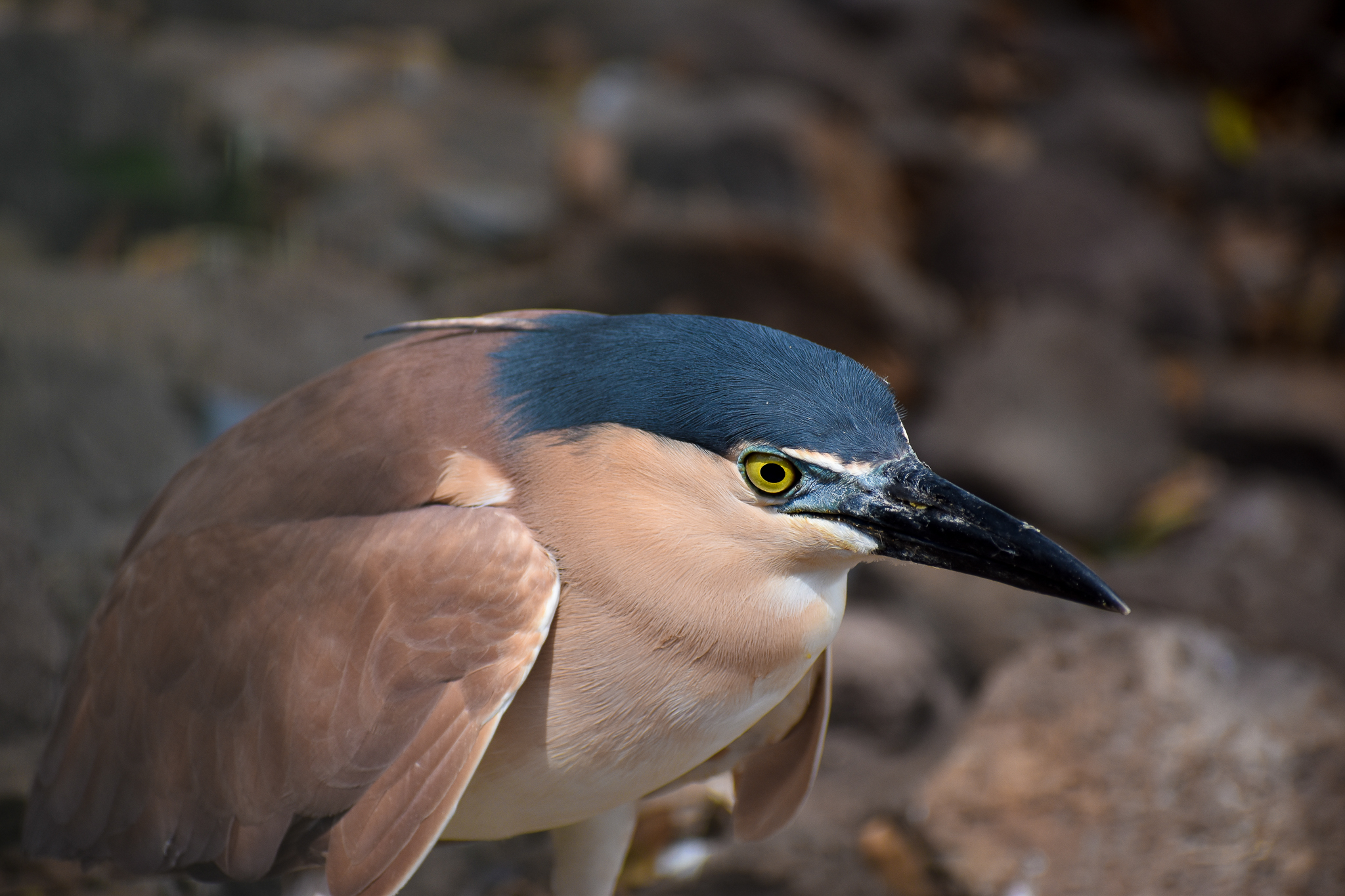 Nankeen Night Heron (Nycticorax caledonicus)