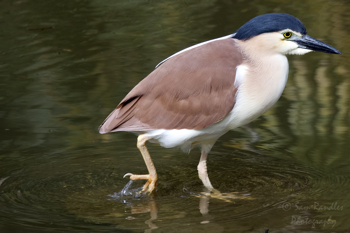 Nankeen Night Heron (Nycticorax caledonicus)