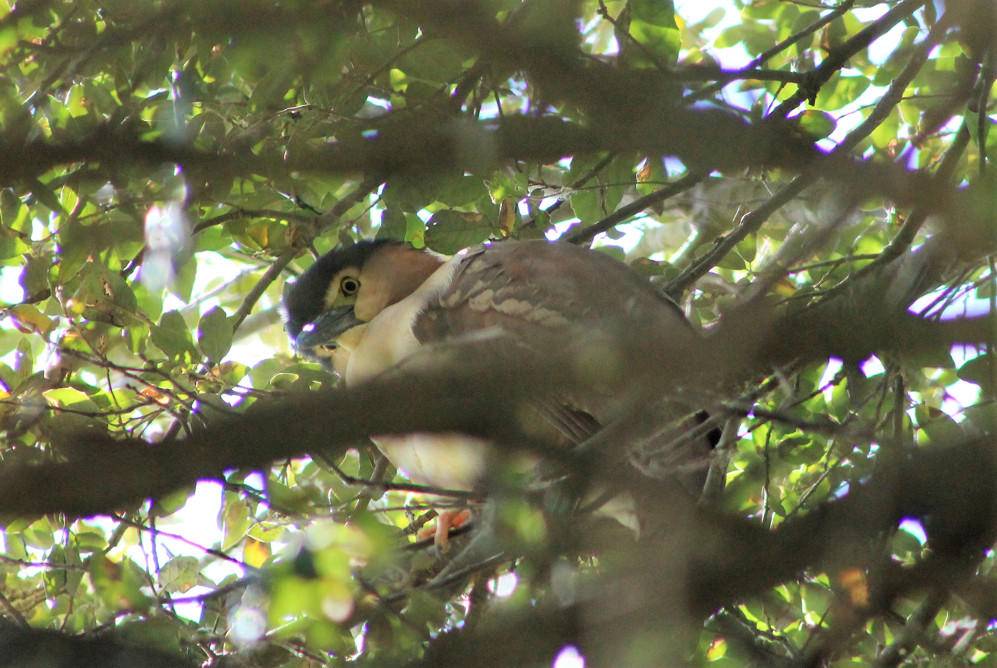 Nankeen Night Heron (Nycticorax caledonicus)