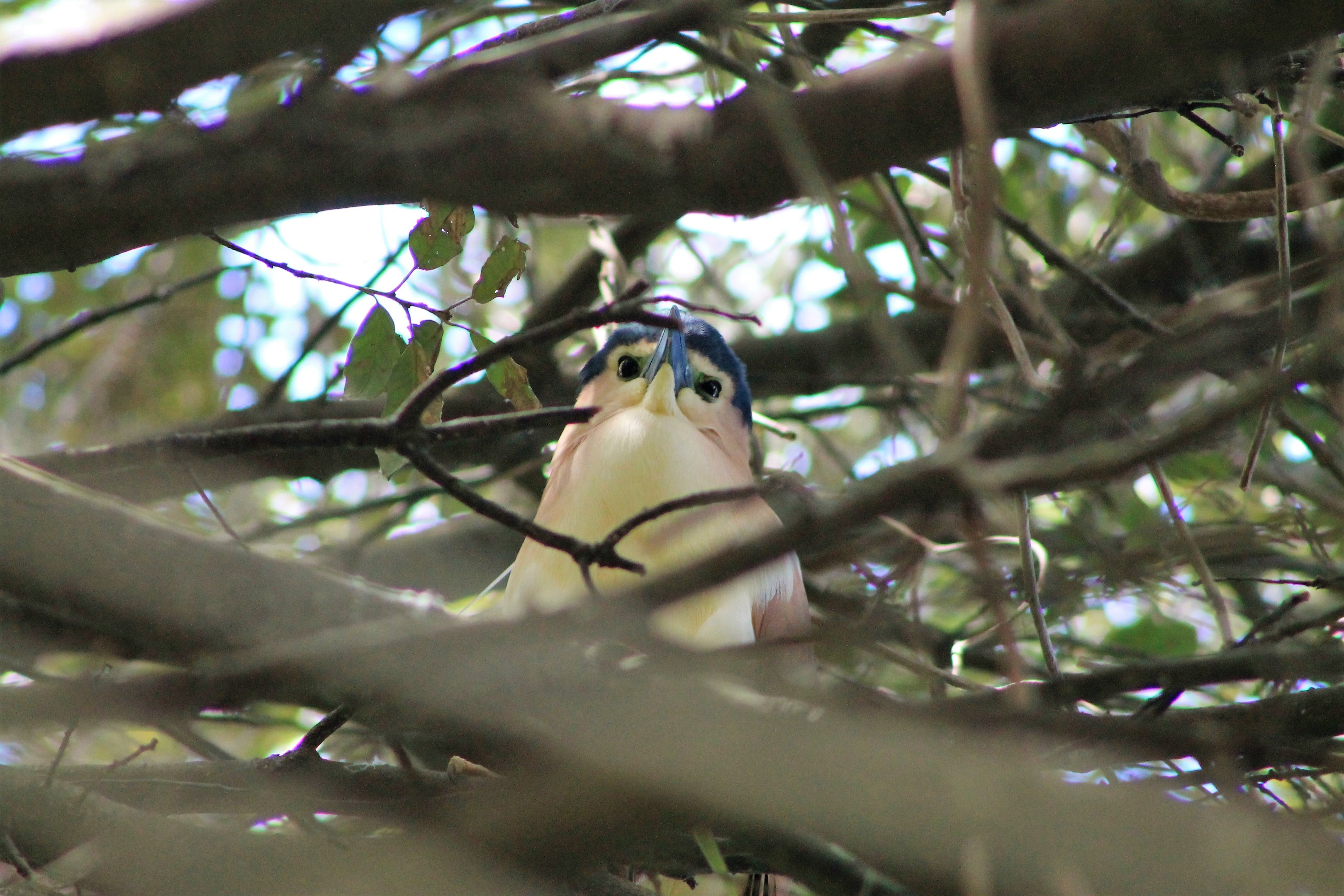 Nankeen Night Heron (Nycticorax caledonicus)