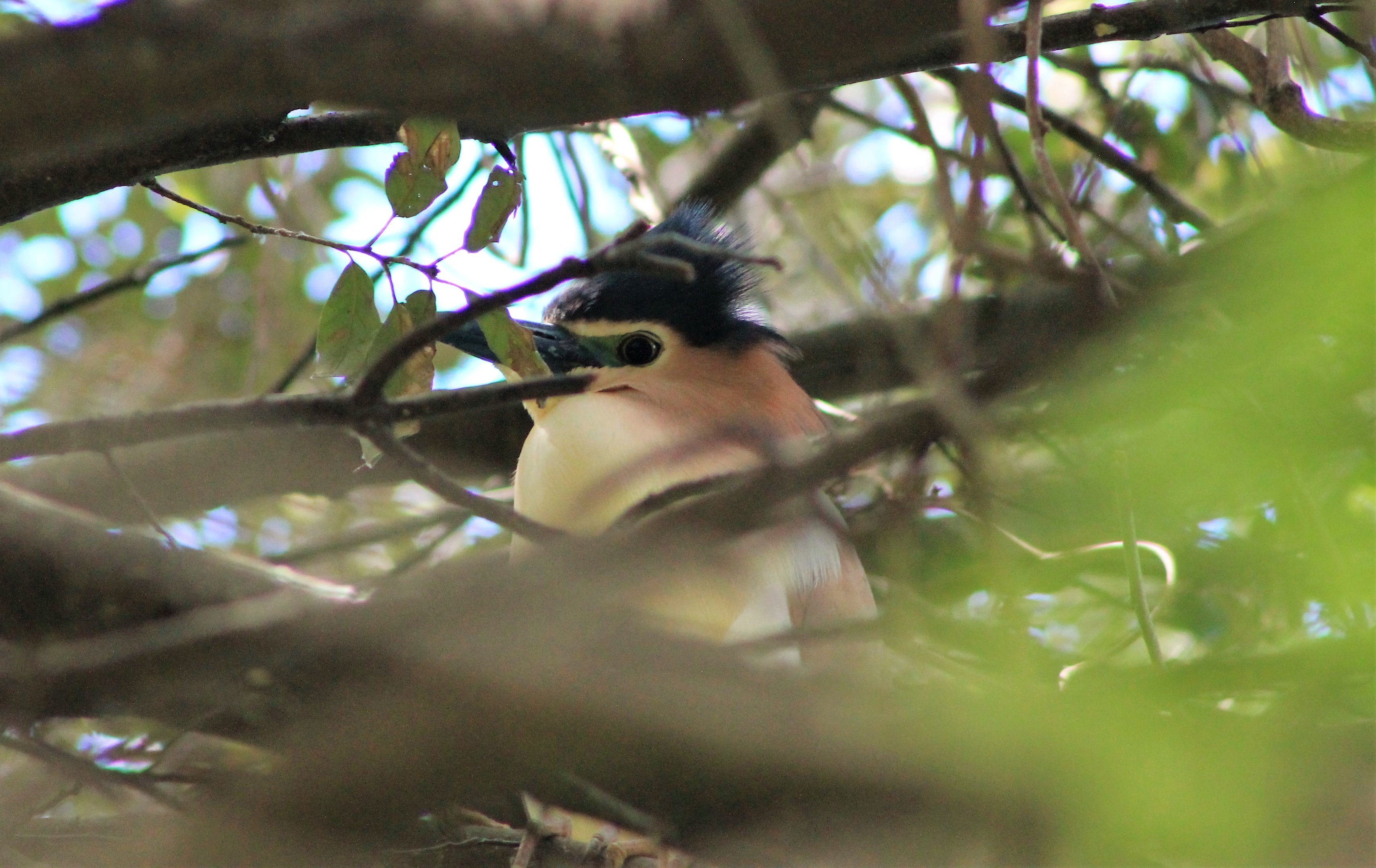 Nankeen Night Heron (Nycticorax caledonicus)