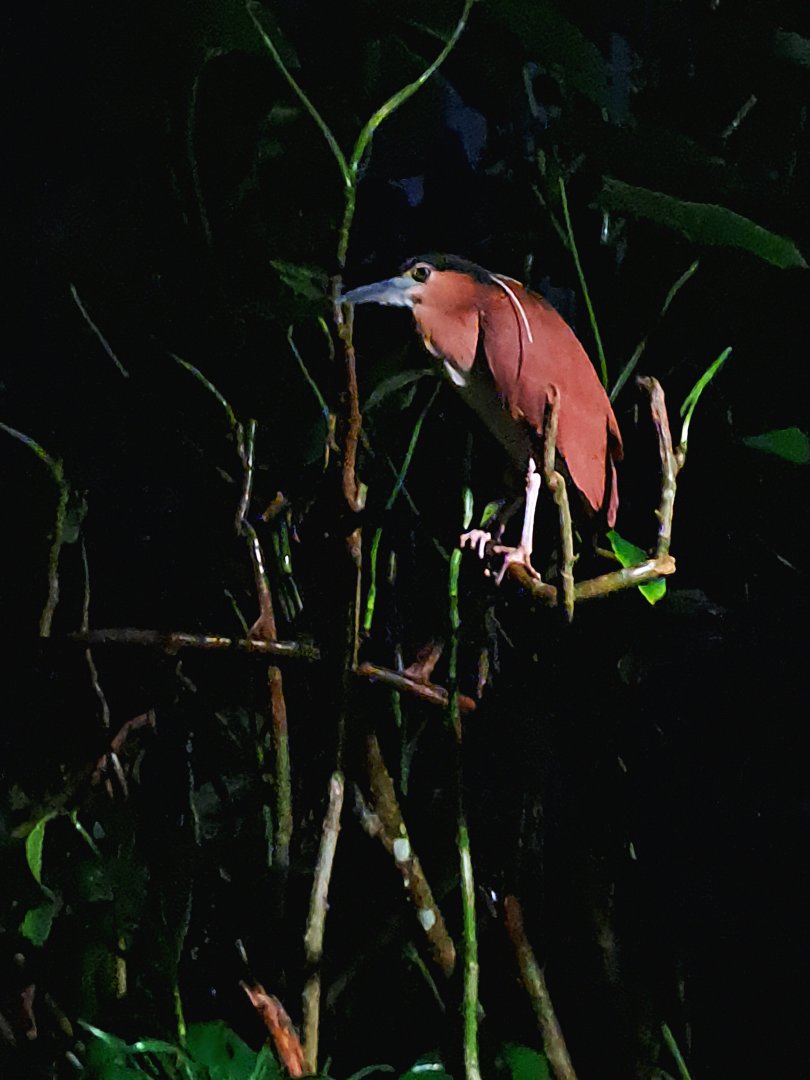Nankeen Night Heron (Nycticorax caledonicus)