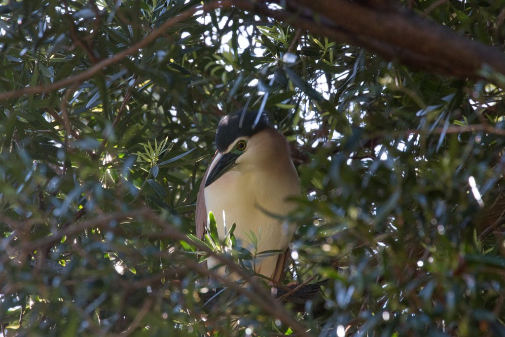 Nankeen Night-heron - wild bird