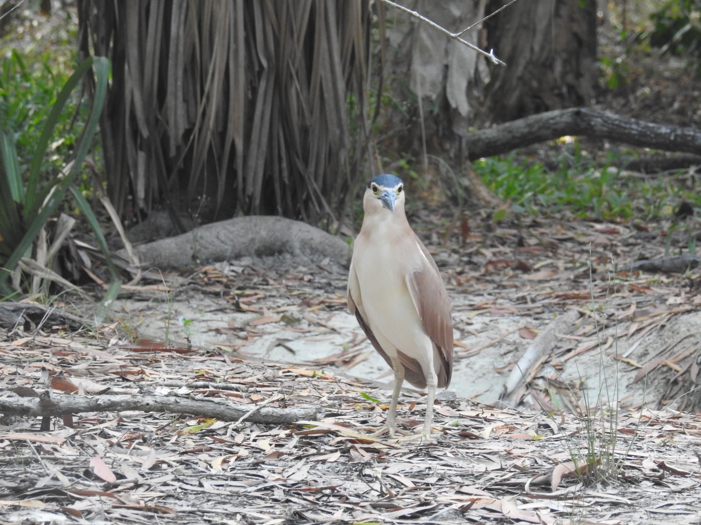 Nankeen Night-Heron (wild)