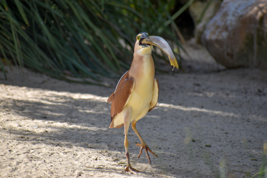 Nankeen Night-Heron - wild