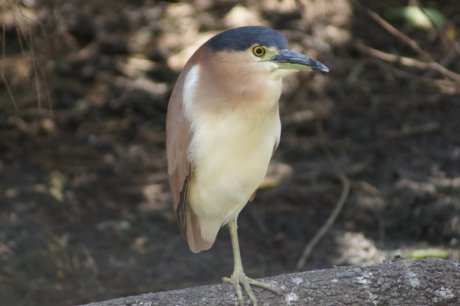 Nankeen night heron
