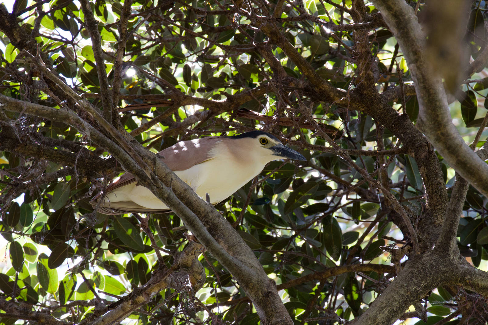 Nankeen Night Heron