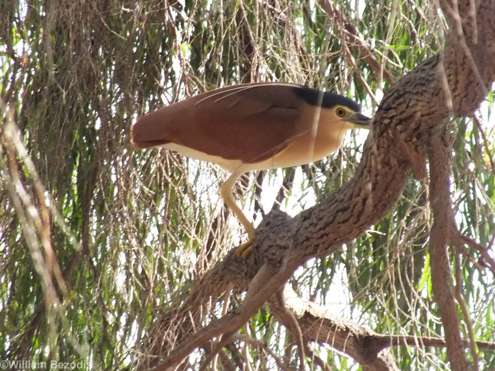 Nankeen Night Heron