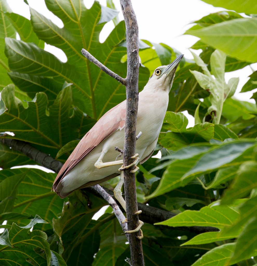 Nankeen Night-Heron