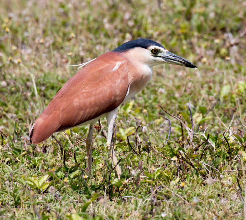 Nankeen Night-Heron