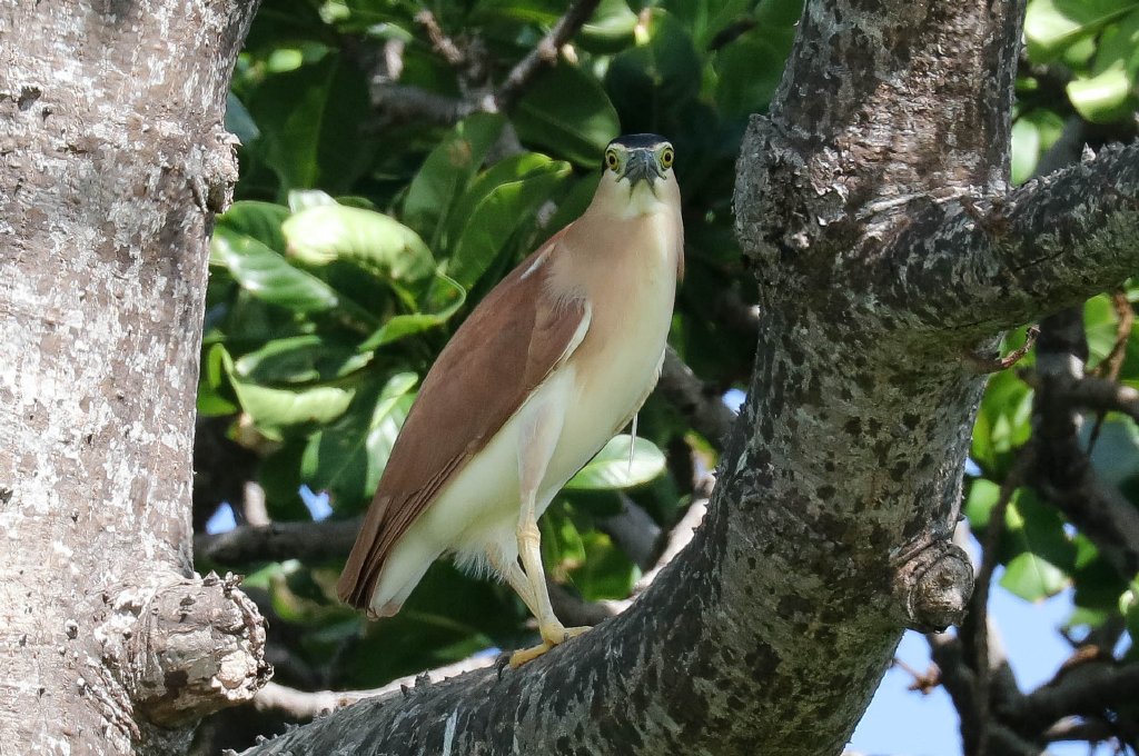 Nankeen Night Heron