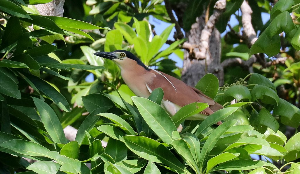 Nankeen Night Heron