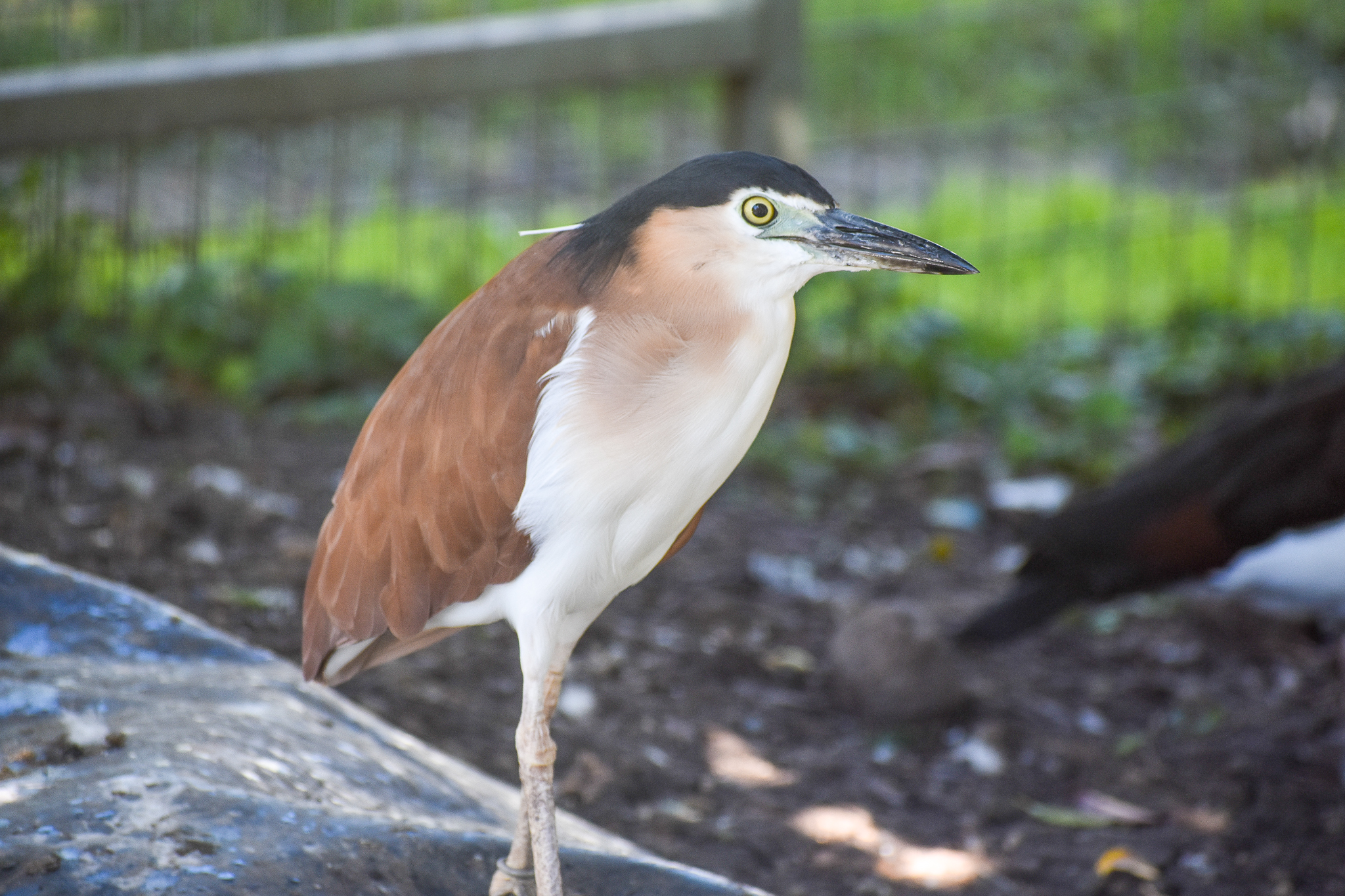 Nankeen Night Heron
