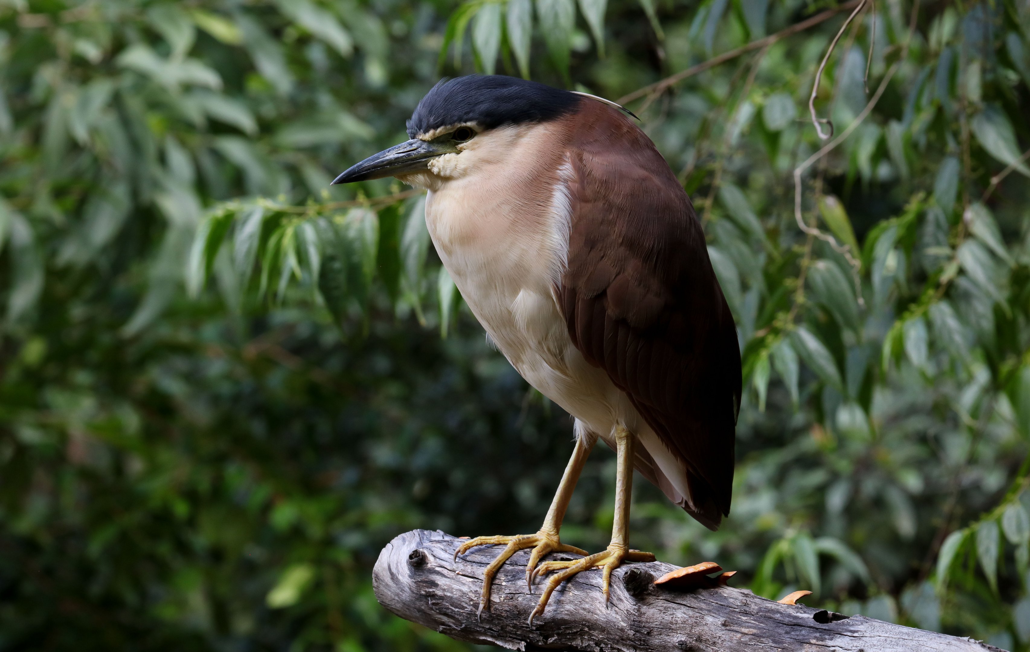 Nankeen Night Heron