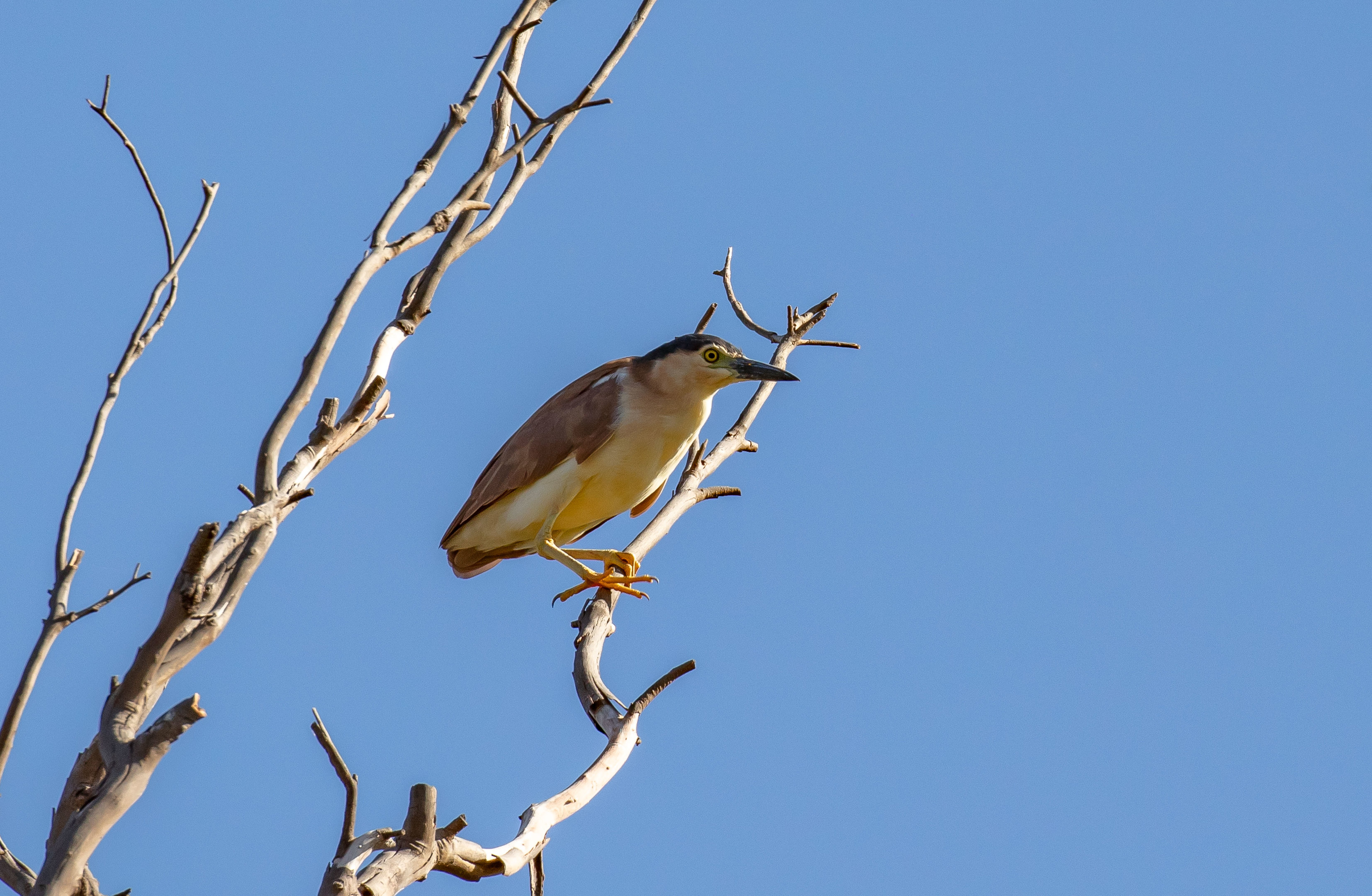 Nankeen Night Heron
