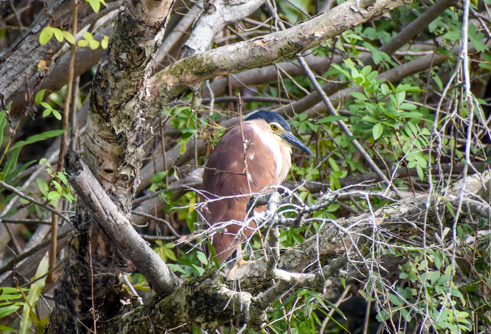 Nankeen Night-Heron