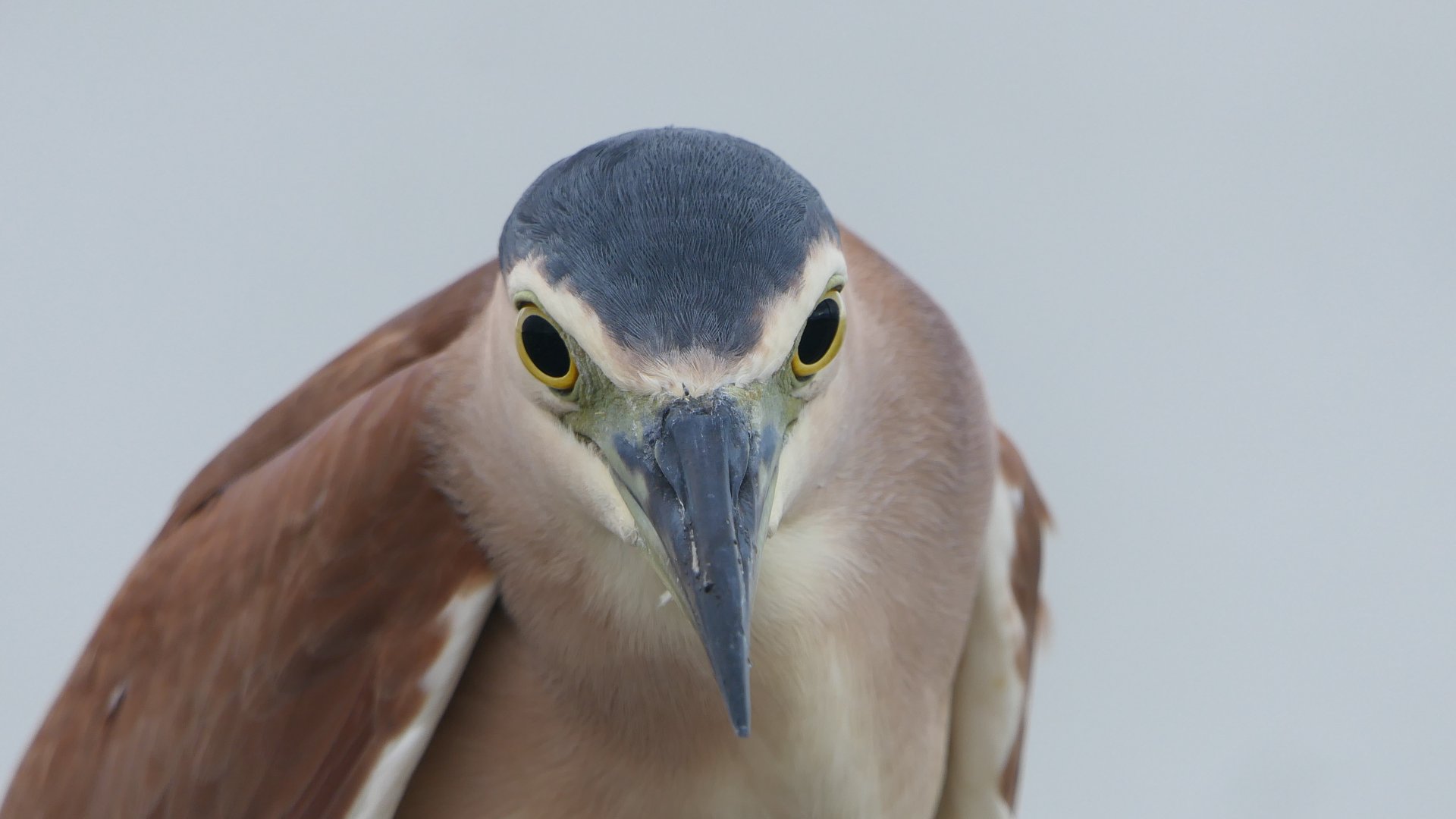 Nankeen Night-Heron