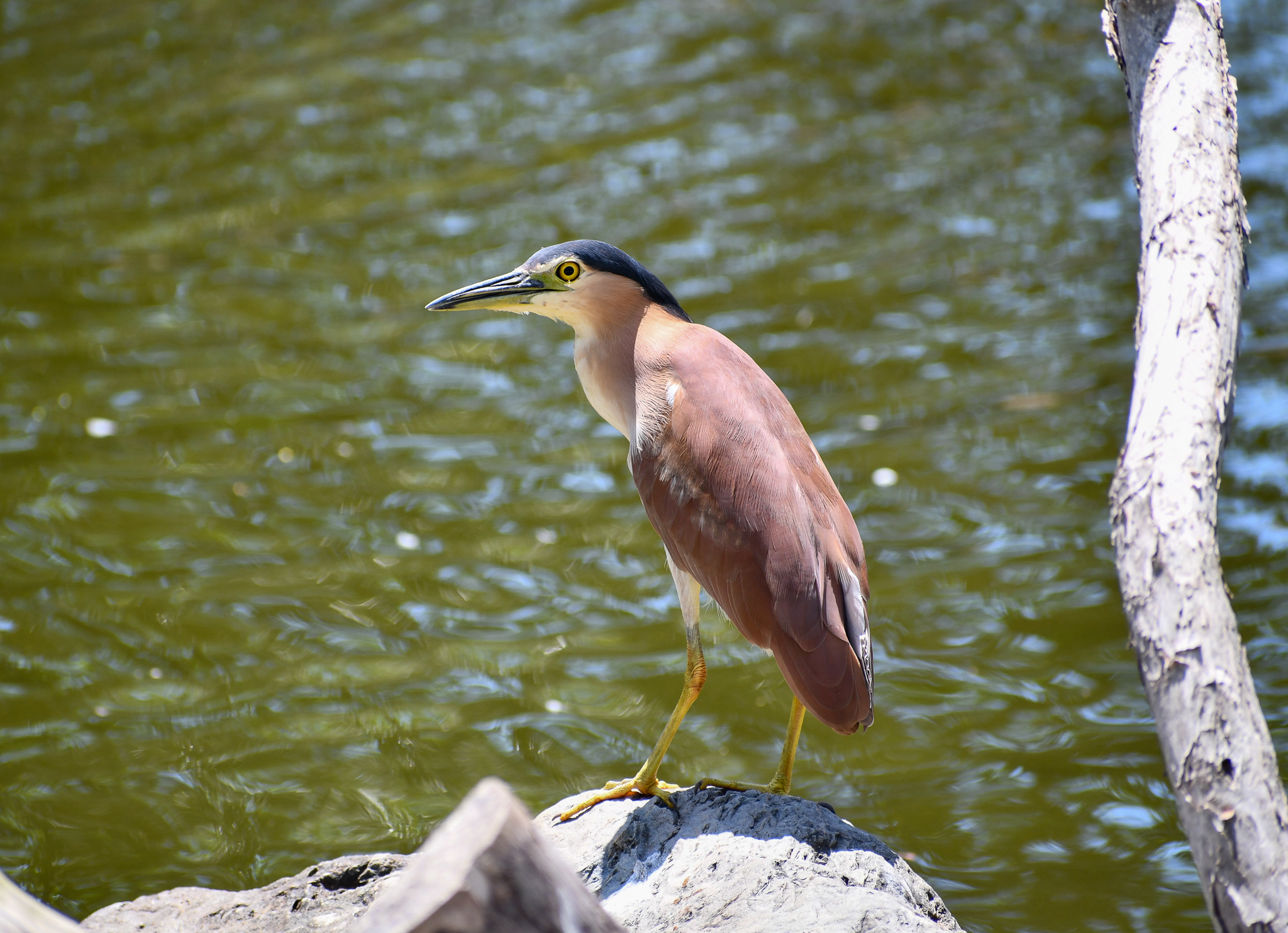 Nankeen Night Heron