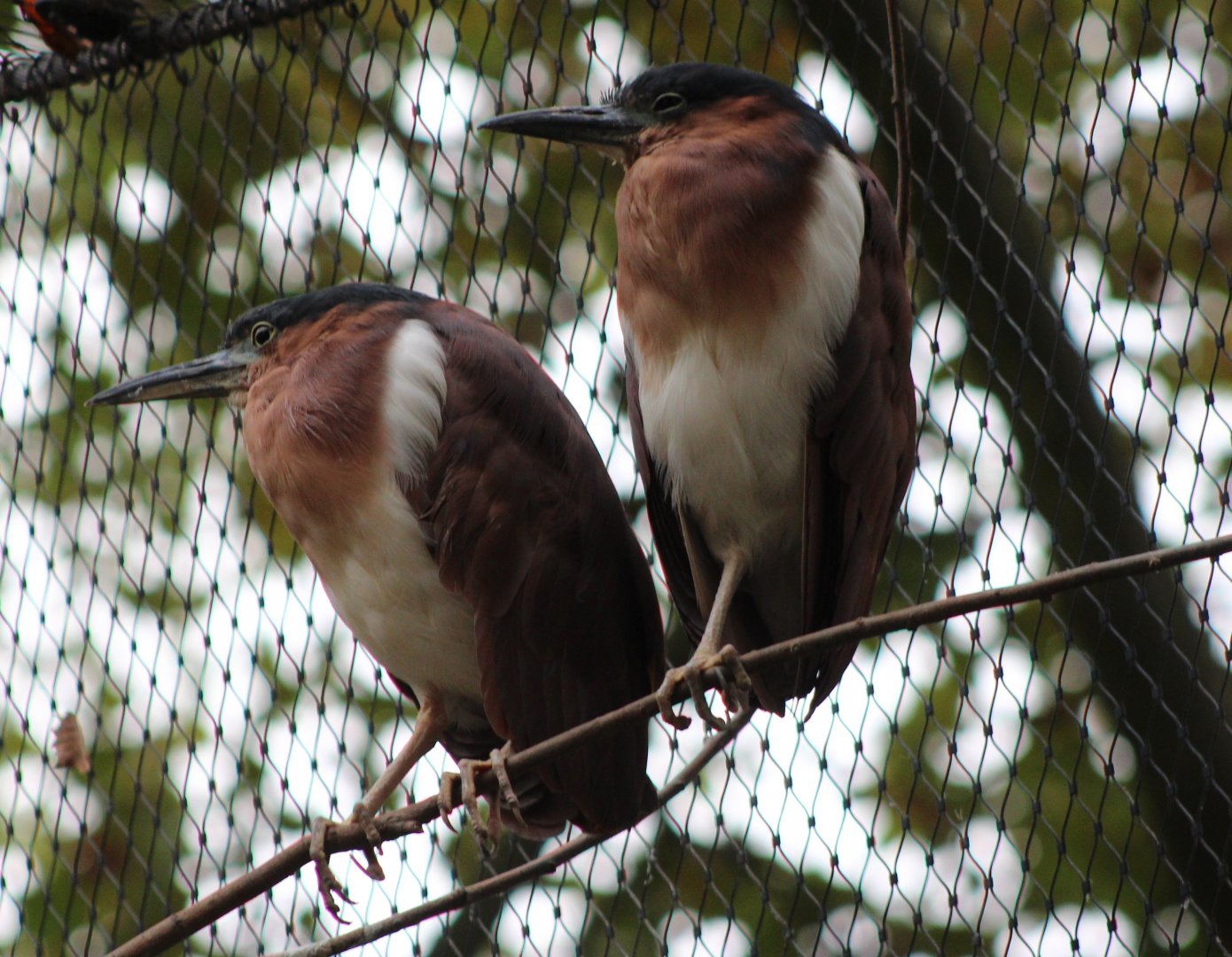 Nankeen night-herons / Philippine rufous night-heron