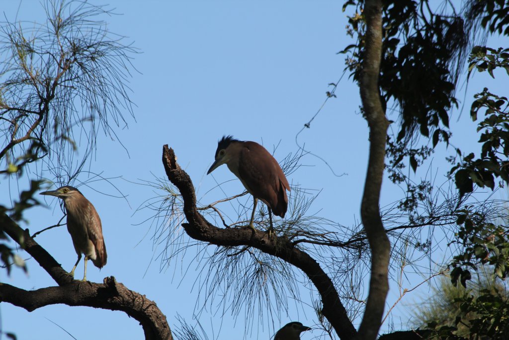 Nankeen Night herons (wild)
