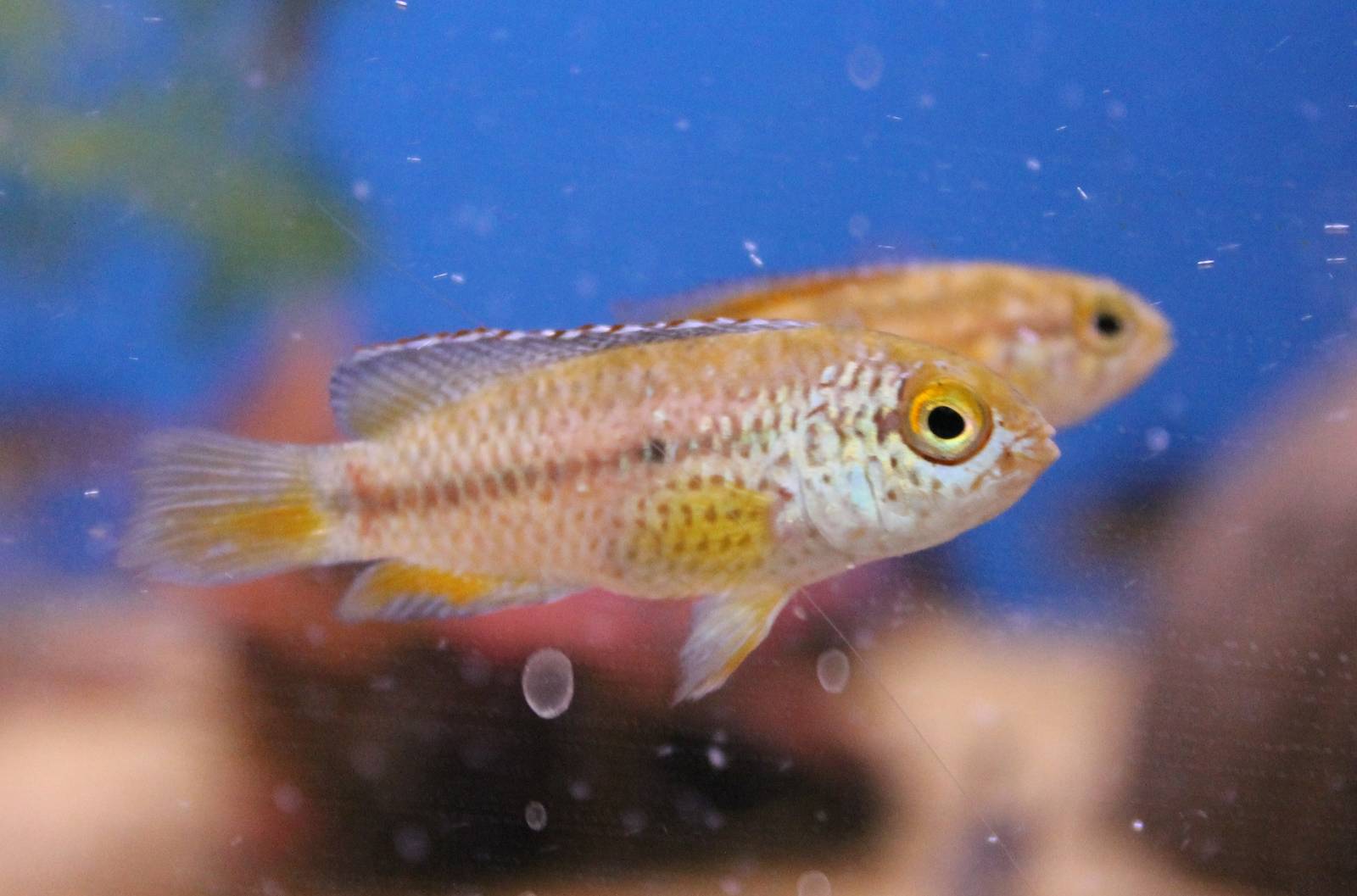 Nannacara anomala pair