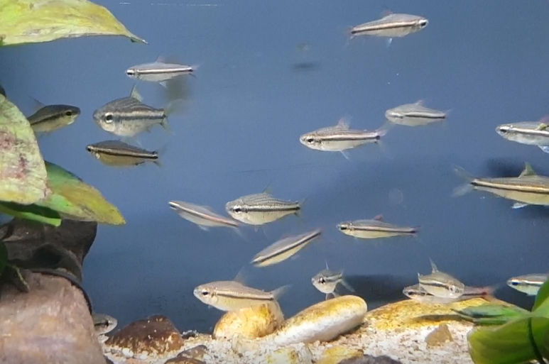 Nannaethiops unitaeniatus