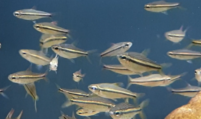 Nannaethiops unitaeniatus