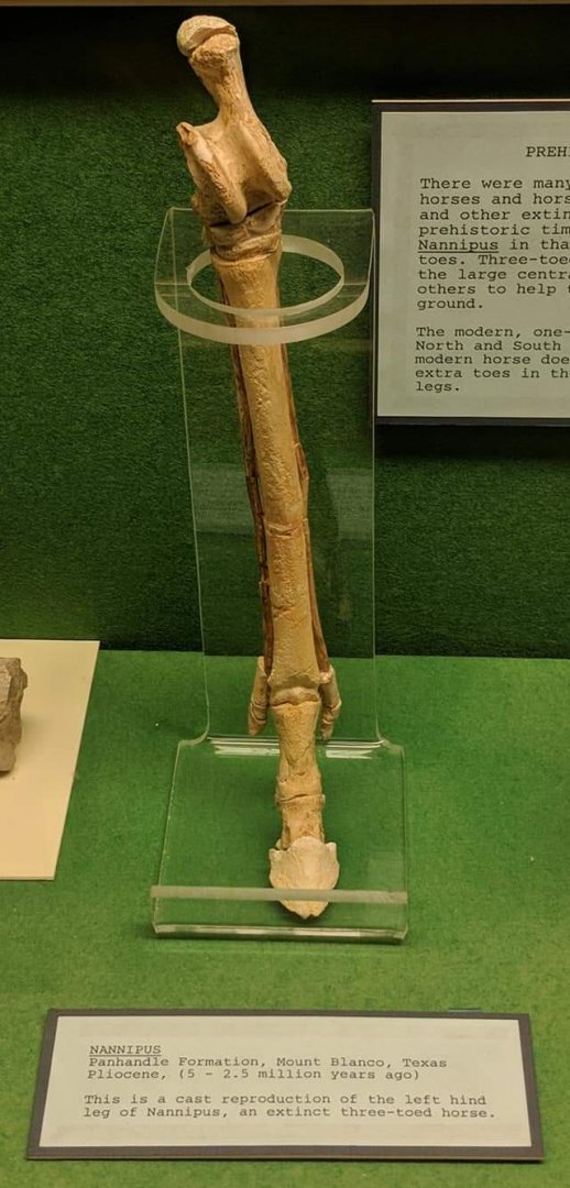 Nannipus sp. (cast of leg bone)