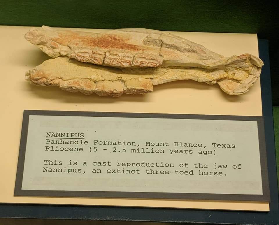 Nannipus sp. (cast of lower jaw)