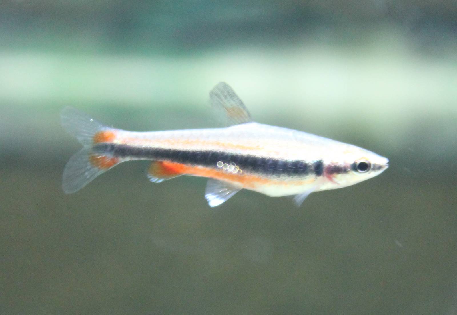 Nannostomus beckfordi