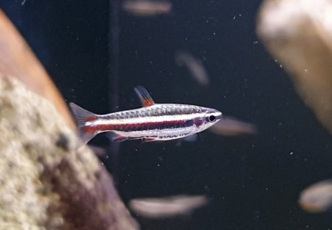 Nannostomus marginatus